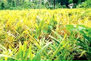 മഞ്ഞളിപ്പ് രോഗം ഇഞ്ചിത്തോട്ടങ്ങളിൽ പടരുന്നു
