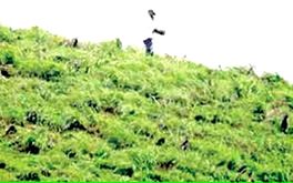 വിലക്കുമായി വനംവകുപ്പ്: പോകരുത് ഹിൽടോപ്പിലേക്ക്...കാട്ടാനയുണ്ട്