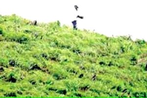 വിലക്കുമായി വനംവകുപ്പ്: പോകരുത് ഹിൽടോപ്പിലേക്ക്...കാട്ടാനയുണ്ട്