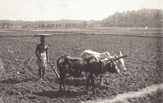 farmer2