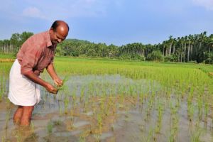 കർഷക പ്രസ്ഥാനം; ഇന്നലെ, ഇന്ന്, നാളെ :ഡോ. കെ.കെ.എൻ. കുറുപ്പ് (കാലിക്കറ്റ് യൂണിവേഴ്‌സിറ്റി മുൻ വൈസ് ചാൻസലർ