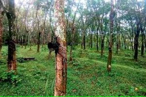റബ്ബർ കർഷകർക്ക് ദുരിതത്തിന്റെ പെരുമഴക്കാലം