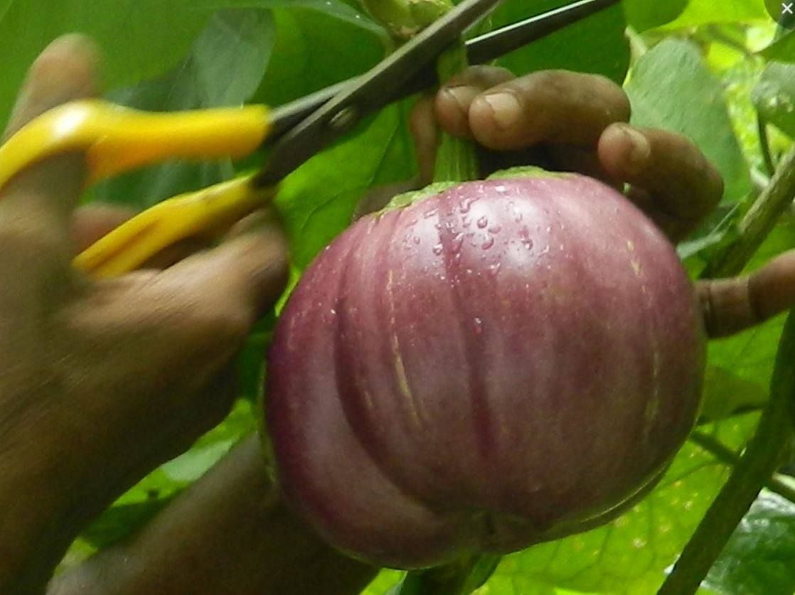 mod-vazhuthina