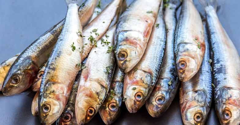 sardine-fish