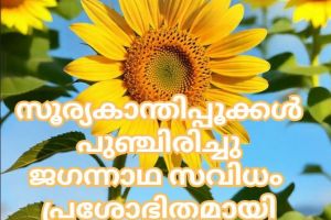 സൂര്യകാന്തിപ്പൂക്കൾ പുഞ്ചിരിച്ചു ജഗന്നാഥ സവിധം പ്രശോഭിതമായി :ചാലക്കര പുരുഷു