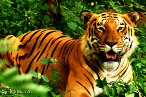 ലോക കടുവ ദിനം: കടുവകളുടെ സംരക്ഷണം, നമ്മുടെ നിലനിൽപ്പിന് :ബിജു കാരക്കോണം