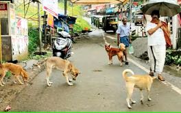 തെരുവുനായശല്യം വർധിച്ചുപൊറുതിമുട്ടി ജനം