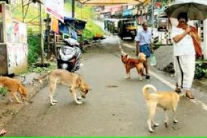 തെരുവുനായശല്യം വർധിച്ചുപൊറുതിമുട്ടി ജനം