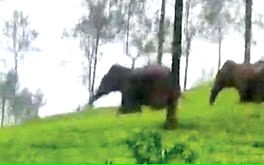 കാട്ടാനകളെക്കൊണ്ട് രക്ഷയില്ല