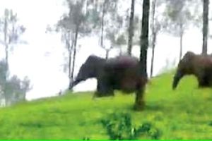 കാട്ടാനകളെക്കൊണ്ട് രക്ഷയില്ല