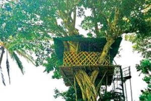 സഞ്ചാരികളെ വരവേറ്റ് നെല്ലിയാമ്പതി