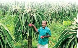 വിളവും വിലയും ഡ്രാഗൺ നൽകും