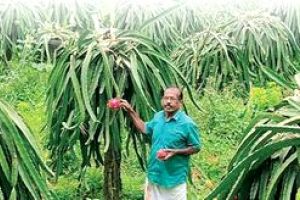 വിളവും വിലയും ഡ്രാഗൺ നൽകും