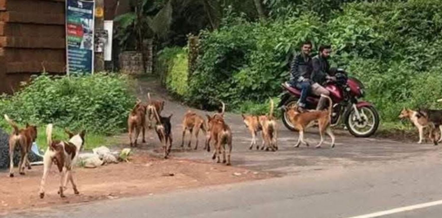 ന്യൂമാഹി: ന്യൂമാഹി ഗ്രാമ പഞ്ചായത്ത് പരിധിയിൽ തെരുവ് നായകൾ പെറ്റ് പെരുകി വൻതോതിൽ വർദ്ധിക്കുന്നത് ജനജീവിതത്തിന് ഭീഷണിയായി.