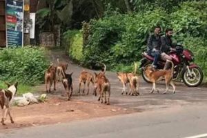 ന്യൂമാഹി: ന്യൂമാഹി ഗ്രാമ പഞ്ചായത്ത് പരിധിയിൽ തെരുവ് നായകൾ പെറ്റ് പെരുകി വൻതോതിൽ വർദ്ധിക്കുന്നത് ജനജീവിതത്തിന് ഭീഷണിയായി.