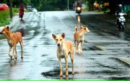 തെരുവുനായകളെ വാക്സിനെടുത്ത്‌ വന്ധ്യംകരിച്ച്‌ തുറന്നുവിടണം; മുൻ ഉത്തരവിൽ ഭേദഗതിവരുത്തി സുപ്രീംകോടതി
