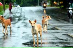 തെരുവുനായകളെ വാക്സിനെടുത്ത്‌ വന്ധ്യംകരിച്ച്‌ തുറന്നുവിടണം; മുൻ ഉത്തരവിൽ ഭേദഗതിവരുത്തി സുപ്രീംകോടതി