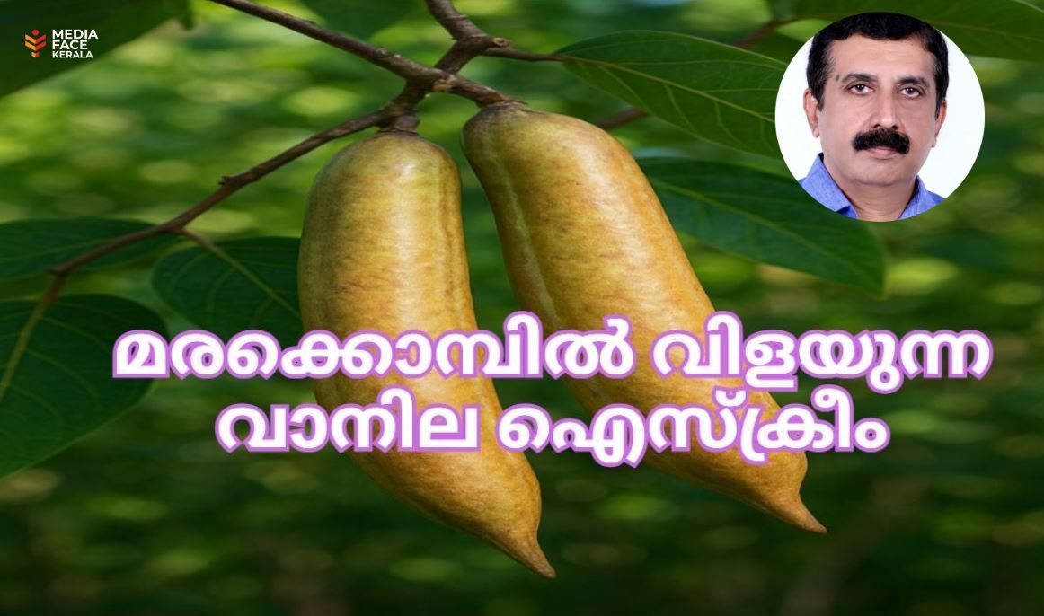 ഇത് മരക്കൊമ്പിൽ വിളയുന്ന വാനില ഐസ്‌ക്രീം :സുരേഷ് മുതുകുളം