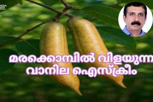 ഇത് മരക്കൊമ്പിൽ വിളയുന്ന വാനില ഐസ്‌ക്രീം :സുരേഷ് മുതുകുളം