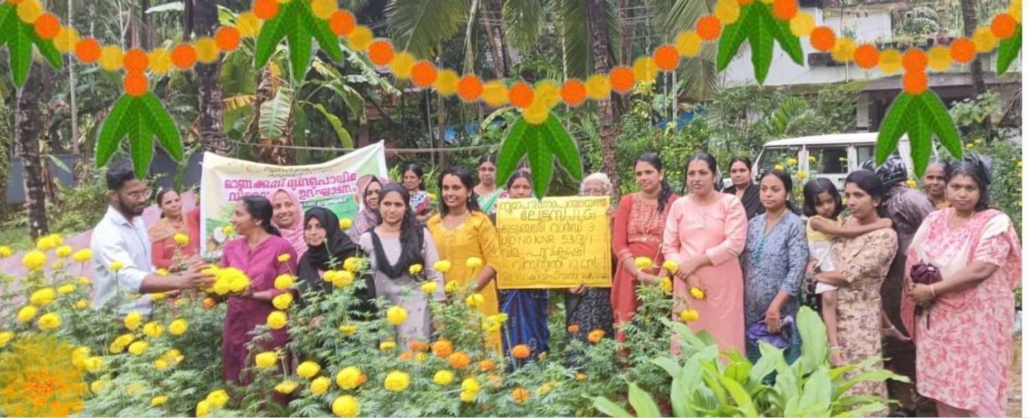 ഓണത്തെ വരവേൽക്കാൻ ചെണ്ടുമല്ലിപ്പൂക്കൾ: ﻿വിളവെടുപ്പ് നടത്തി