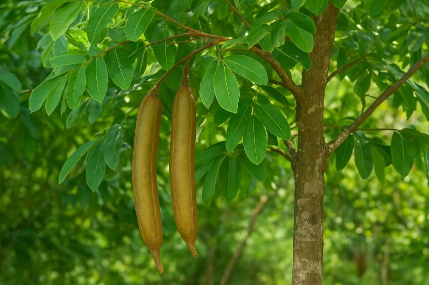 treesd_1756314965