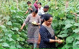 മണ്ണിനെ പൊന്നാക്കി ഇവർ; കൃഷിയിടത്തിൽ വിളസമൃദ്ധി