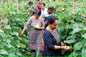 മണ്ണിനെ പൊന്നാക്കി ഇവർ; കൃഷിയിടത്തിൽ വിളസമൃദ്ധി