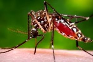 കണ്ണൂർ നഗരത്തിലും ഡെങ്കിപ്പനി: ജില്ലയിൽ ഈ വർഷം 4,200 കേസുകൾ