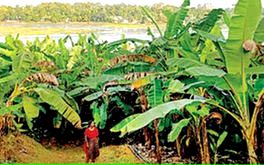 ഇവിടെ അധ്വാനം ആരാധനയാണ് ‘പുല്ല’രിക്കുന്നിൽ കാർഷികസമൃദ്ധി