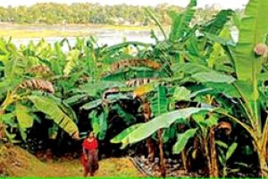 ഇവിടെ അധ്വാനം ആരാധനയാണ് ‘പുല്ല’രിക്കുന്നിൽ കാർഷികസമൃദ്ധി