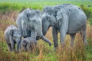 വിക്കി ലവ്സ് എർത്തി’ന്റെ ഇന്ത്യൻ പതിപ്പ് വീണ്ടും