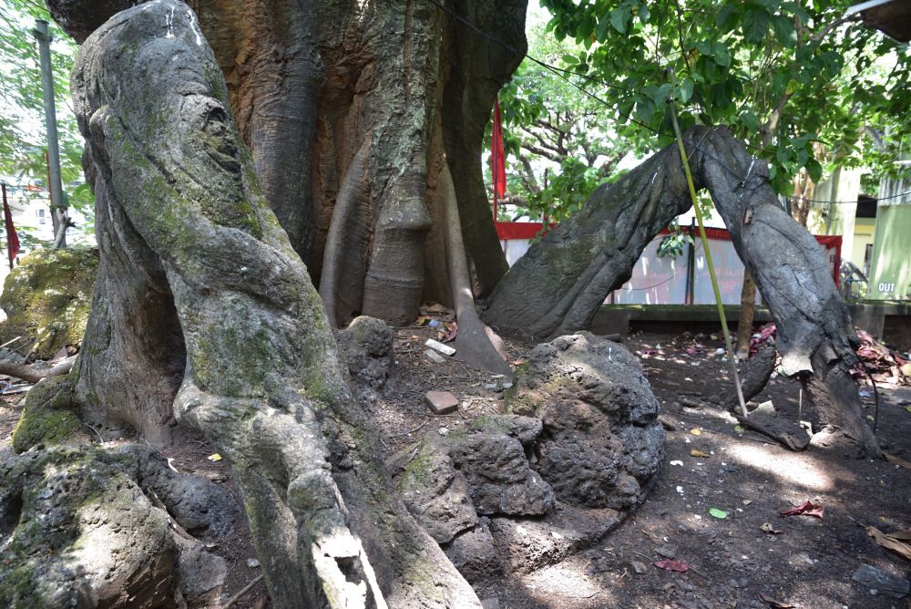 treeee