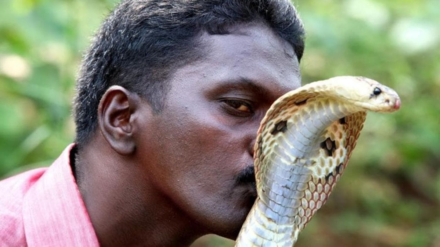 പാമ്പ് പിടുത്തത്തിൻ്റെ ' രാജവെമ്പാലയ്ക്ക് ' ദേശീയപുരസ്‌കാരം