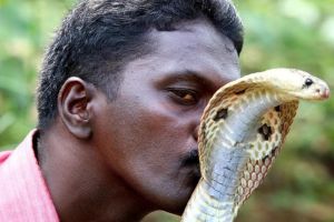 പാമ്പ് പിടുത്തത്തിൻ്റെ ' രാജവെമ്പാലയ്ക്ക് ' ദേശീയപുരസ്‌കാരം
