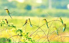 ദേശാടനപ്പക്ഷികളുടെ വരവിൽ വൻ കുറവ്