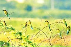 ദേശാടനപ്പക്ഷികളുടെ വരവിൽ വൻ കുറവ്