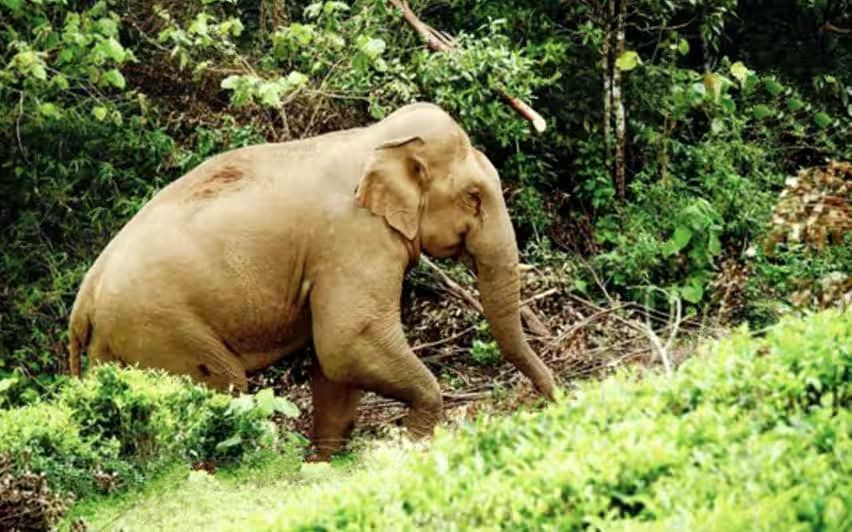 ഇന്ത്യയിലെ കാട്ടാനകളുടെ എണ്ണം കുറഞ്ഞു -കേന്ദ്ര റിപ്പോർട്ട്