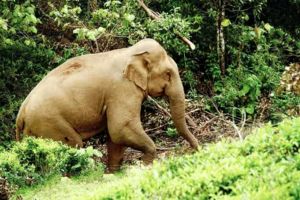 ഇന്ത്യയിലെ കാട്ടാനകളുടെ എണ്ണം കുറഞ്ഞു -കേന്ദ്ര റിപ്പോർട്ട്
