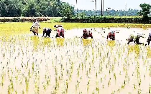 ഷൊർണൂർ ബ്ലോക്കിനു കീഴിൽ രണ്ടാംവിളയിറക്കുന്നത് 2,778 ഹെക്ടറിൽ