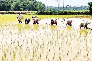 ഷൊർണൂർ ബ്ലോക്കിനു കീഴിൽ രണ്ടാംവിളയിറക്കുന്നത് 2,778 ഹെക്ടറിൽ