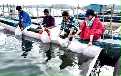 സ്വദേശമത്സ്യങ്ങളുടെ കേജ് കൾച്ചർ