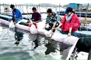 സ്വദേശമത്സ്യങ്ങളുടെ കേജ് കൾച്ചർ