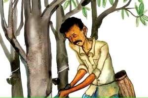 മഴയിൽ വിലയും ഇടിഞ്ഞു; റബ്ബർ കർഷകരുടെ പ്രതീക്ഷകൾക്ക് തിരിച്ചടി