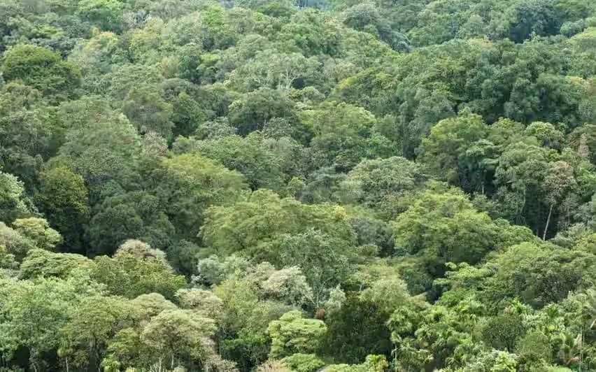 ലോകത്തെ വനം കാക്കാൻ ഇന്ത്യയും;ആഗോളകാലാവസ്ഥാ ഉച്ചകോടി നാളെ തുടങ്ങും