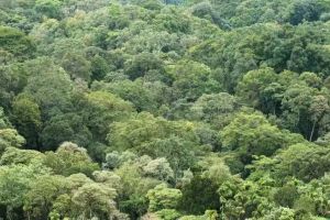 ലോകത്തെ വനം കാക്കാൻ ഇന്ത്യയും;ആഗോളകാലാവസ്ഥാ ഉച്ചകോടി നാളെ തുടങ്ങും