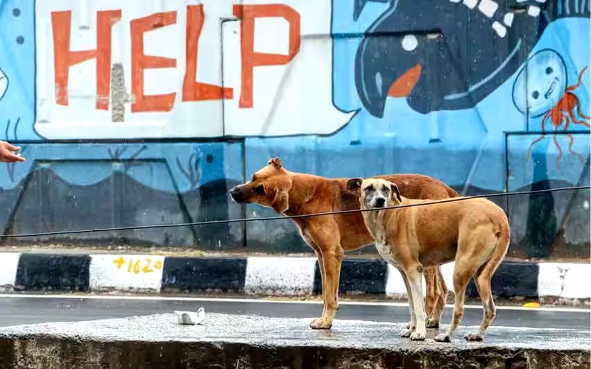 തെരുവുനായ നിയന്ത്രണം; സുപ്രീംകോടതിവിധി കേരളത്തിന് സങ്കീർണം