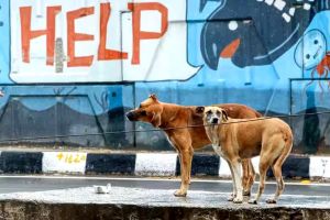 തെരുവുനായ നിയന്ത്രണം; സുപ്രീംകോടതിവിധി കേരളത്തിന് സങ്കീർണം
