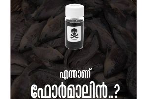 മീന്‍ കേടാകാതിരിക്കാന്‍ ഫോര്‍മാലിന്‍ ഉള്‍പ്പെടെയുള്ള അപകടകാരിയായ രാസവസ്തുക്കള്‍ ചേര്‍ക്കുന്നുവെന്ന പരാതികൾ വ്യാപകം !