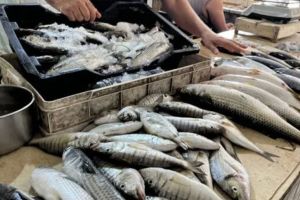 തമിഴ്‌നാട്ടില്‍ ആര്‍ക്കും വേണ്ടാത്ത മീനുകള്‍ കേരളത്തിലേക്ക്; വാങ്ങിക്കഴിച്ച് പണി കിട്ടിയതിന് പിന്നില്‍....!!