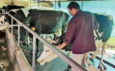 എറണാകുളം, ആലപ്പുഴ ജില്ലകളിൽ കുളമ്പുരോഗം പടരുന്നു